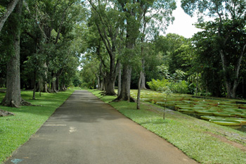 ... im botanischen Garten Pamplemousses ...