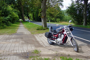 herrliche Aleen säumen die Strassen auf Rügen