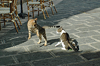 ... im Centrum von Maratea ...