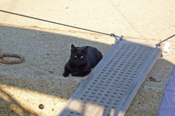 ... unser kleiner schwarzer Feund ...