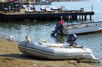 unser Taxi wird bewacht von einer Katze