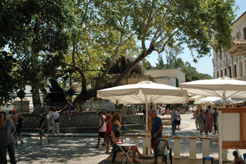 ... Insel KOS - ein wunderschöner großer Baum ...