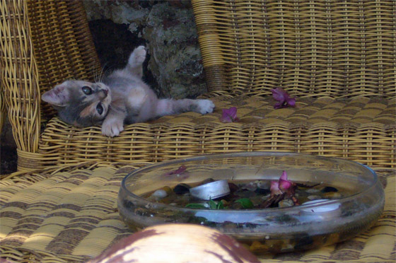 ... ist sie nicht schön die Kleine ?!?!?...