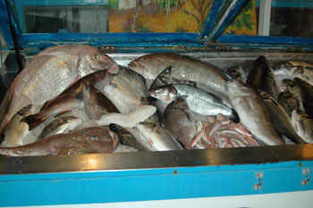 ... fangfrischer Fisch ...