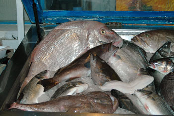 ... fangfrischer Fisch ...